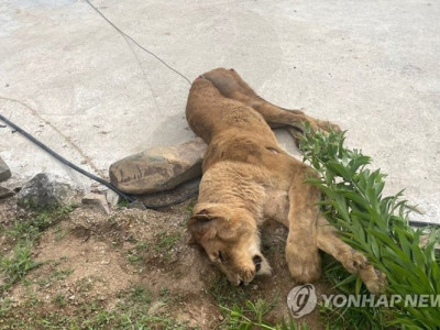 사살 포획된 암사자(사진 주의)