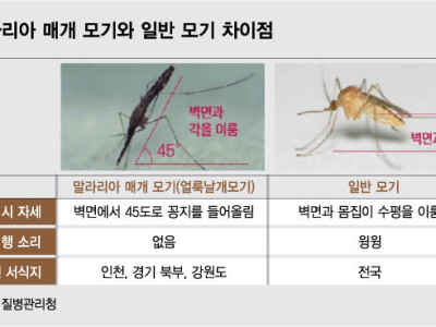 윙윙' 소리 들리면 일반 모기…'말라리아 모기' 다른 점은?