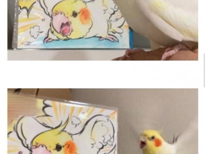초상화가 마음에 안든 앵무새.jpg