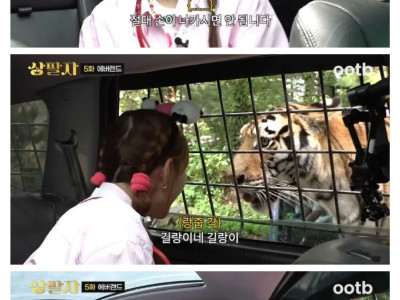 사육사: 살면서 호랑이를 만질수있는 기회는 두번있다..jpg