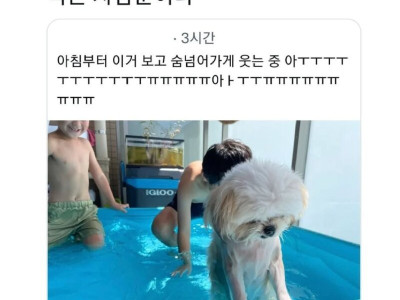 작년 물놀이로 지친 강아지 올해 근황.jpg