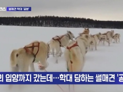 해외 입양 간 진도믹스견이 '썰매견'으로…학대 논란