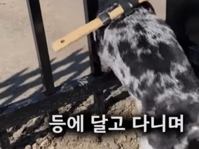 울타리 사이로 빠져나가는 개 막는법