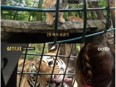 호랑이는 평생 딱 두번만 만질수있어요
