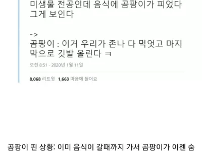 곰팡이 핀 음식 먹지 말라는 이유