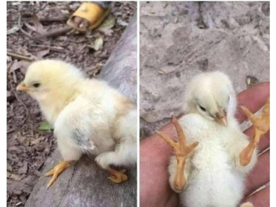 후쿠시마 병아리 근황