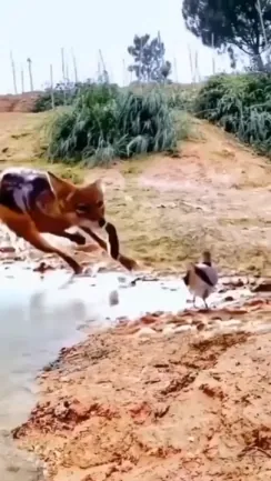목숨이 걸린 동물들의 회피기술 ㄷ..GIF