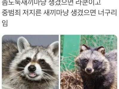 너구리와 라쿤 구분하는법..JPG
