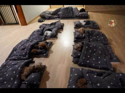 강아지 유치원 낮잠시간 ㅋㅋ