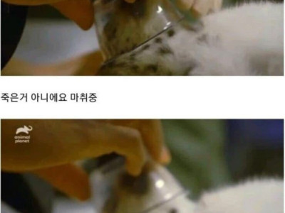 아기 설표가 걷지못하는 이유
