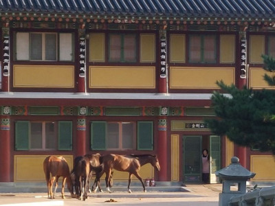 촬영장 탈출 말 4마리…유유히 사찰 산책하다 돌아가