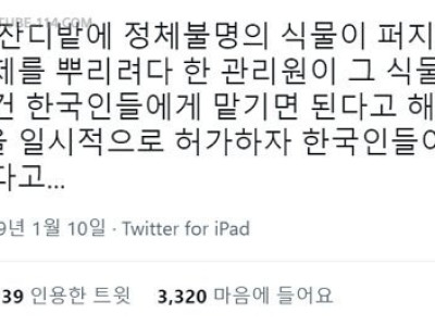 공원에 정체불명의 잡초가 자란다고? 한국인들을 당장 불러와!!.jpg