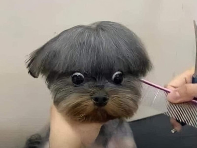 앞머리커트에 실패한 댕댕이ㅠ
