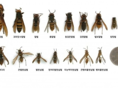 장수말벌은 진짜 이만해?
