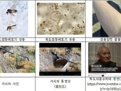 70년간 독도경비대 괴롭힌 '깔따구'…알고보니 신종 모기 (사진있음)