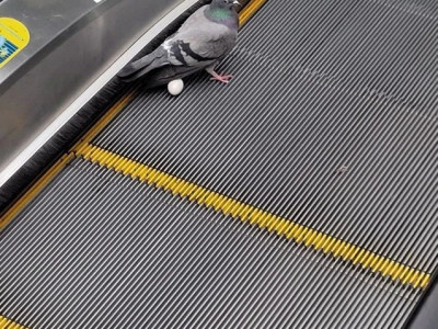 둥지 짓는 것도 귀찮아진 비둘기 근황.jpg