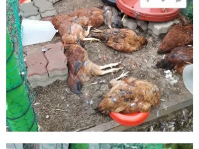 외가 댁왔는데 닭 다죽어있는 펨코인