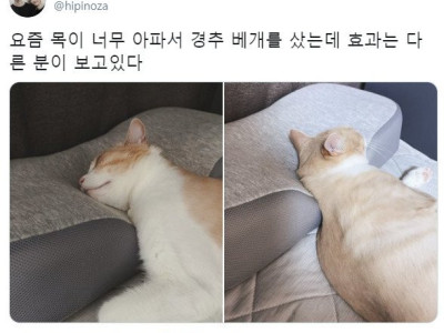 목이 너무 아파서 경추 베게를 샀는데.jpg