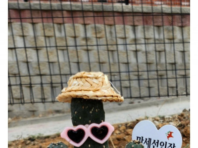 만세 선인장 샀는데 뻐큐선인장 됨.jpg