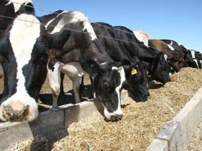 호주산 소고기가 이렇게 싸다고?…가격 60% 폭락한 이유 [노유정의 제철]