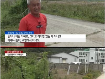 사슴 천마리한테 점령당해 고통받고 있다는 전라남도 섬