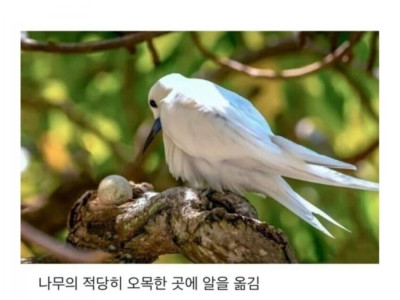 태어난 김에 사는 새