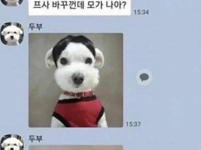 고전] 반려동물과 카톡 할 수 있다면.jpg