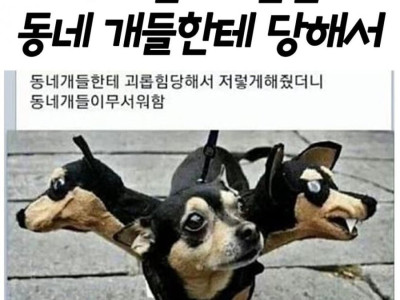 우리집 개 맨날 동네 개들에게 당해서.jpg