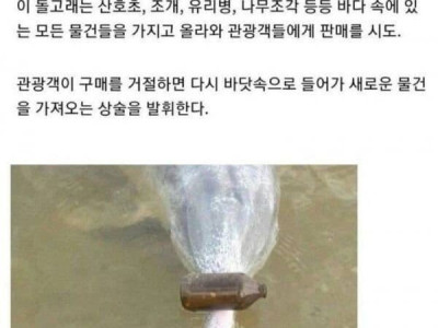 물물교환하는 돌고래.jpg