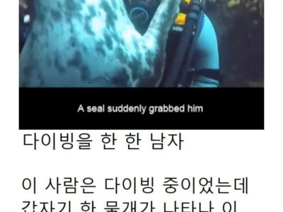다이버가 물에 빠진 줄 알고 온 가족을 데려온 물개