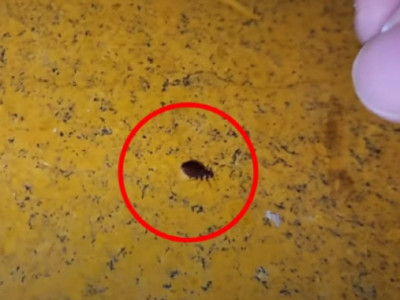 프랑스 점령한 빈대, 인천 찜질방서도 '득실득실'…알고도 영업 지속한 업주