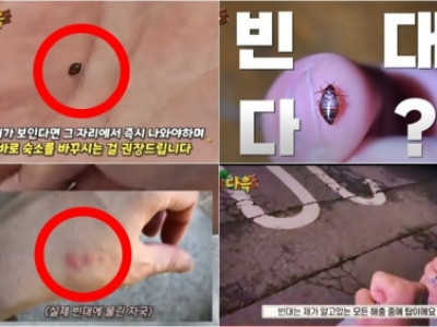 유튜버 폭로에 설마했는데…인천 찜질방 ‘빈대’ 출몰, 벌써 한달이나 됐다?