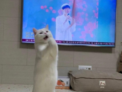 고양이의 몸에 갇힌 가수