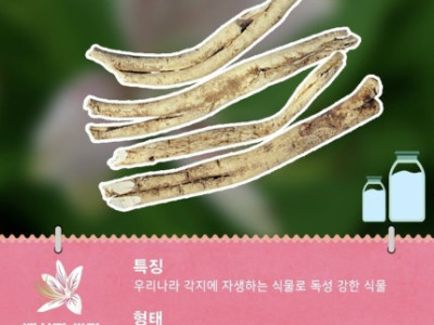 산삼만큼 좋대 산에서 캔 이 약재 먹었더니…간 이식 하셔야