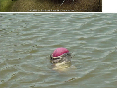 댐을 막고 있던 거대한 괴물의 정체.jpg