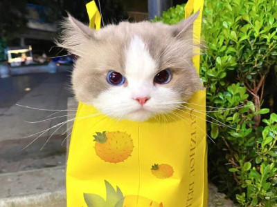 종이가방 속 고양이.jpg