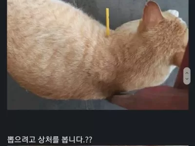 화살맞은 고양이
