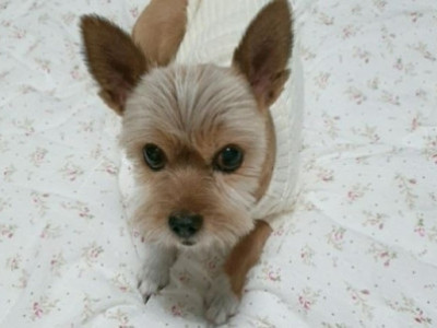 두 눈 실명시켜놓고 '수술 성공 사례'로 홍보한 동물병원