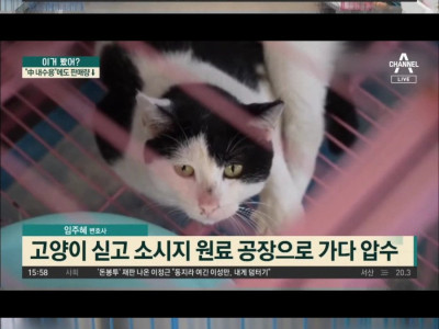 엽기] 고양이로 소시지 만드는 중국.jpg