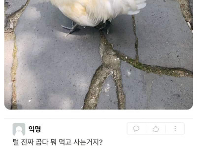 학교 캠퍼스 안에서 사는 닭.jpg