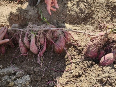 내 평생 처음…울산서 고구마 70개 달린 뿌리 발견