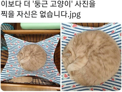 세상에서 가장 둥근 고양이..jpg