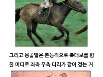 몽골말 이야기