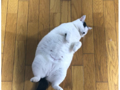 배로 웃는 고양이 ㅎ