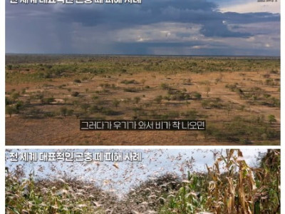 메뚜기떼들이 생기는 원리