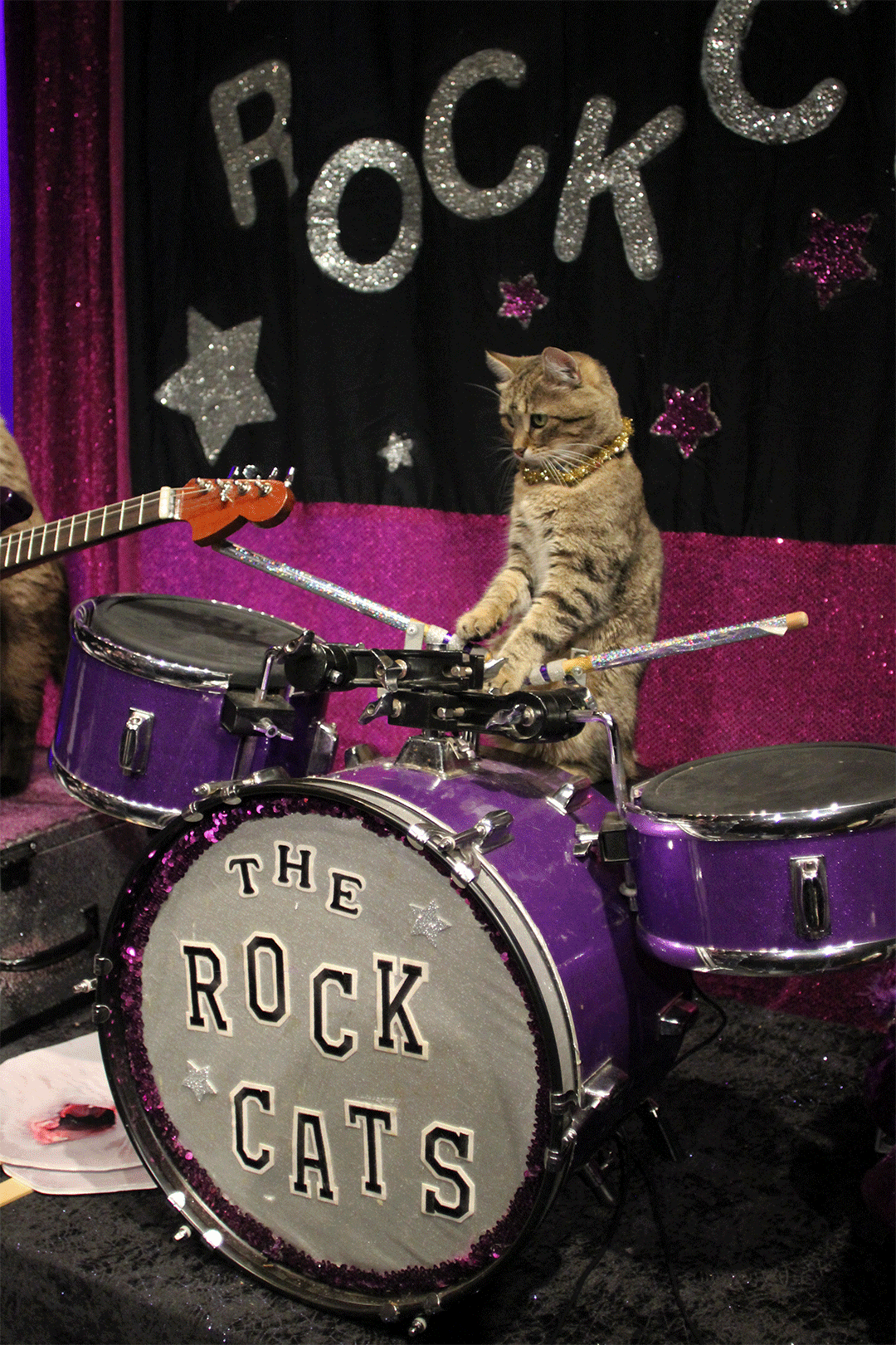 난 276가지 표정 지을수 있다냥”…고양이는 소통왕 [핵잼 사이언스]