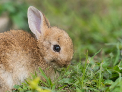 한국에선 잘 안 먹는데… 토끼 고기가 비만에 당뇨까지 개선한다?