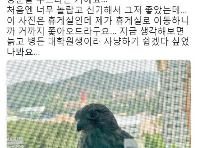 실험실 창문을 두드렸던 황조롱이.jpg