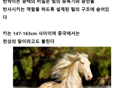 세계에서 가장 화려한 외모의 말.jpg