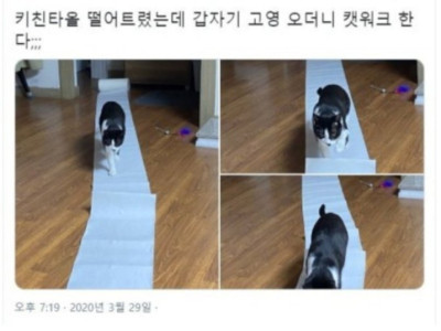 요염한 워킹